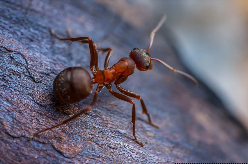 Ant Control