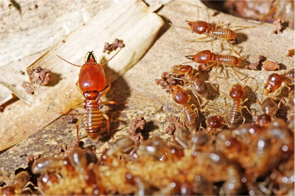 Termite Control