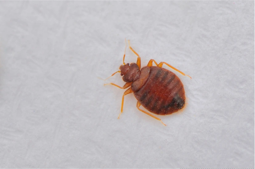  Bed Bug Control