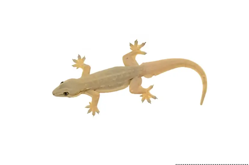  Lizard Control