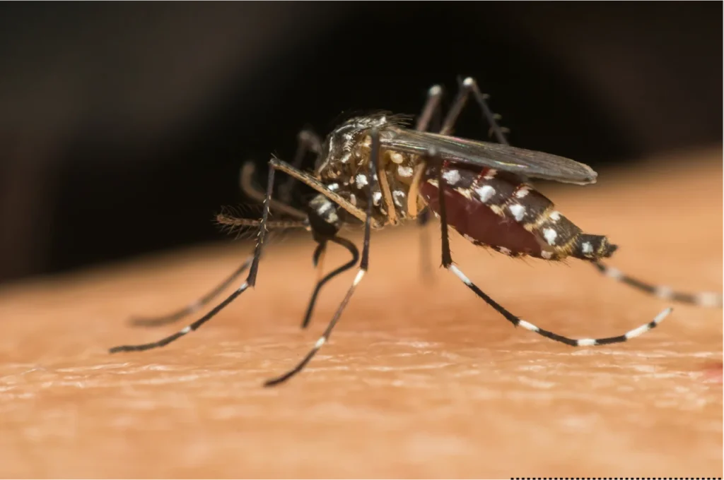 Mosquito Control