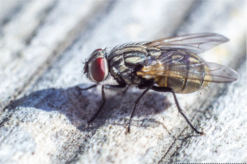 Fly Control