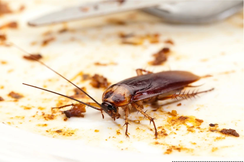 Cockroach Control